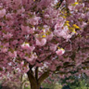 Meet your Posher, Kath